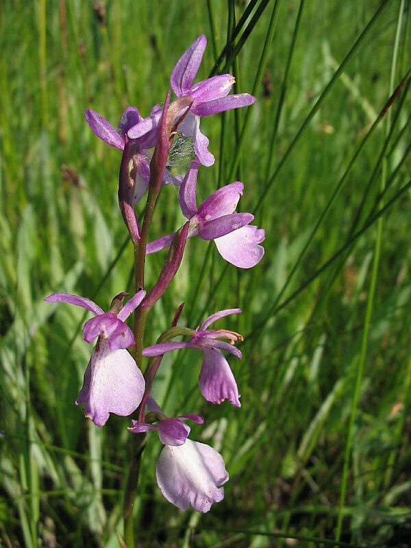 Orchis palustris